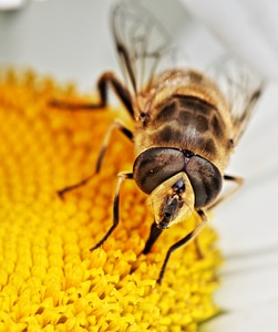 Macro animal blossom