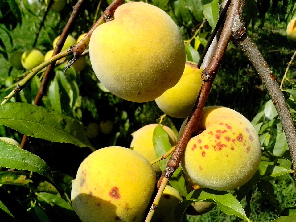 Fishery fruit organic
