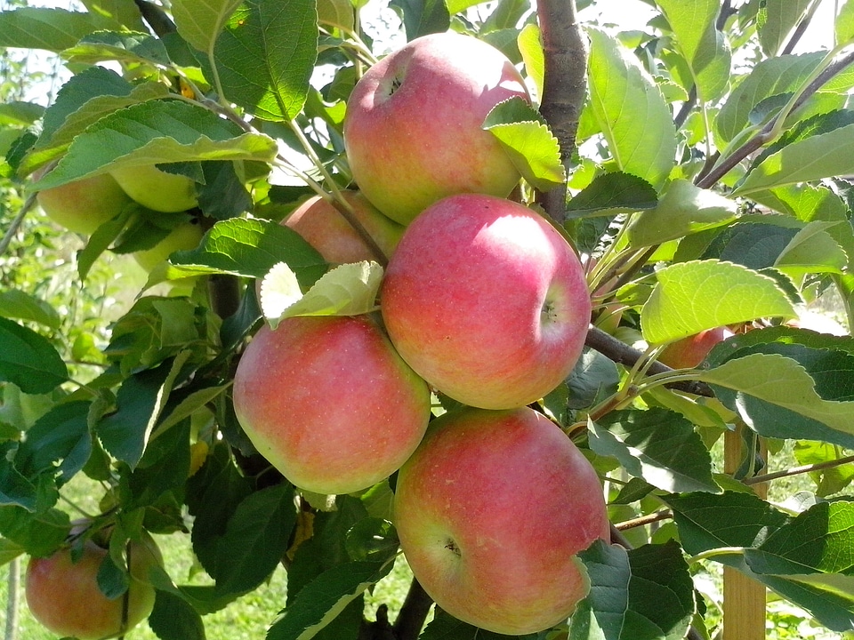 Apple apples bouquet