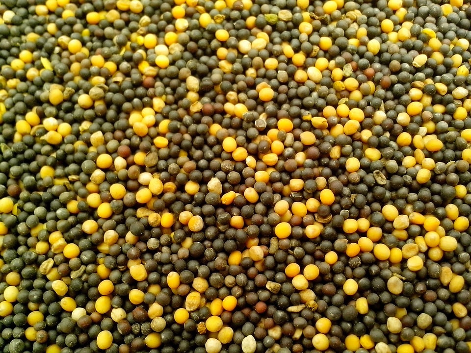 Canola seed soybean