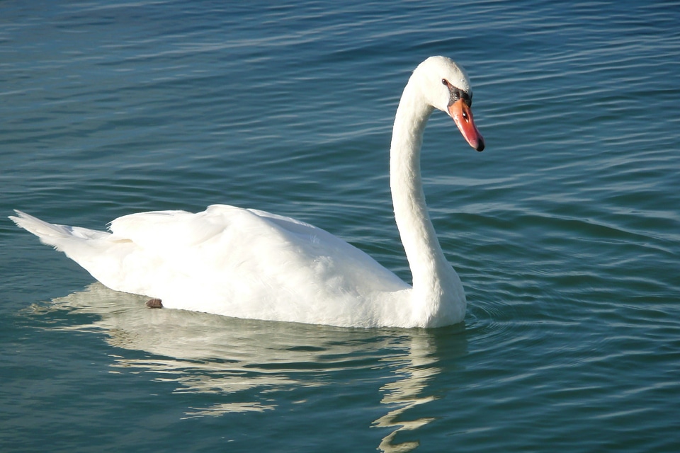 Bird water waterfowl