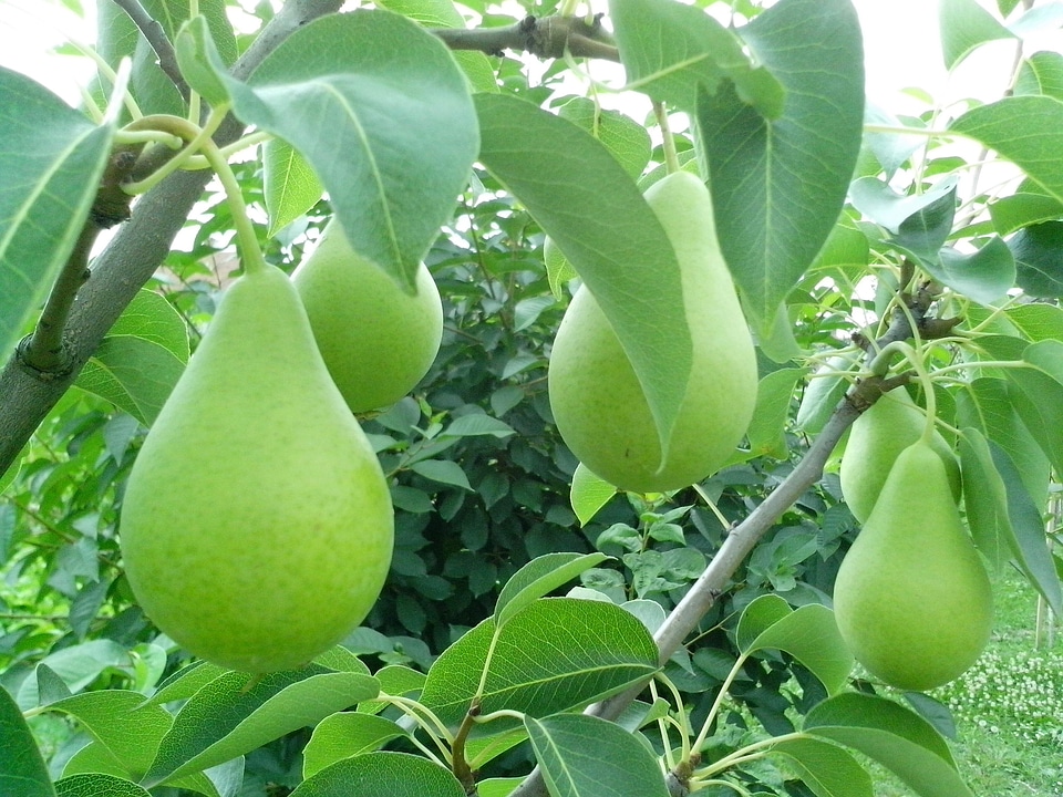 Bouquet bulb fruit