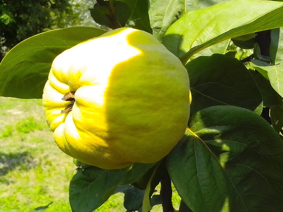 Close close-up fruit