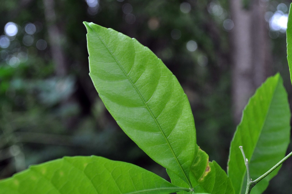 Green greenery leaves