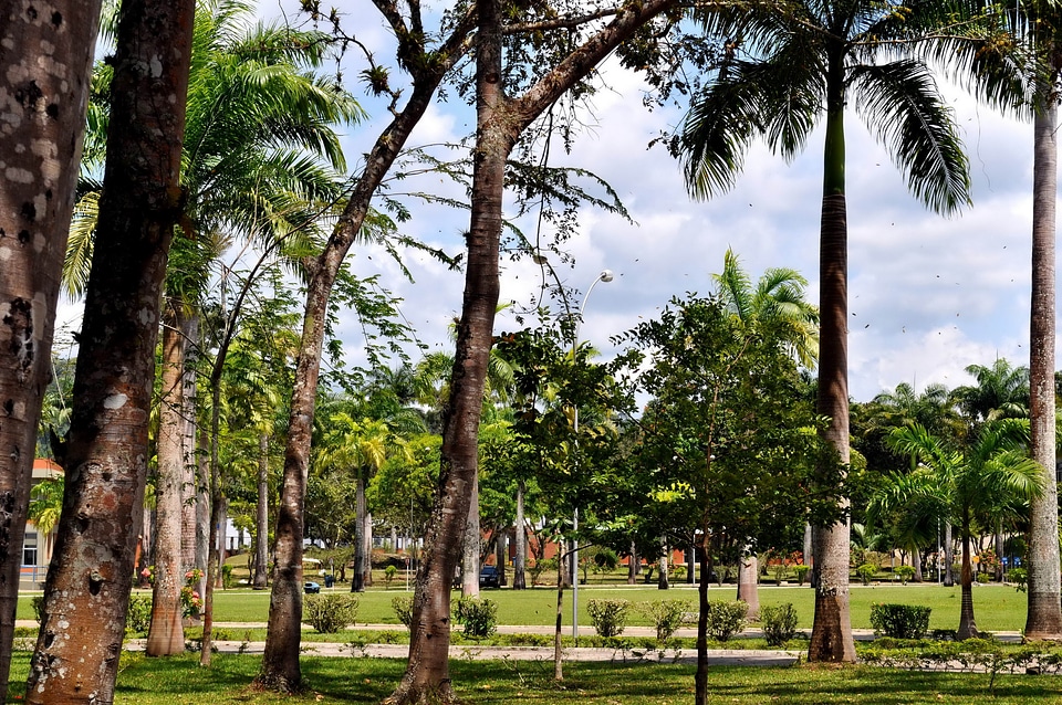 Greenery palm park