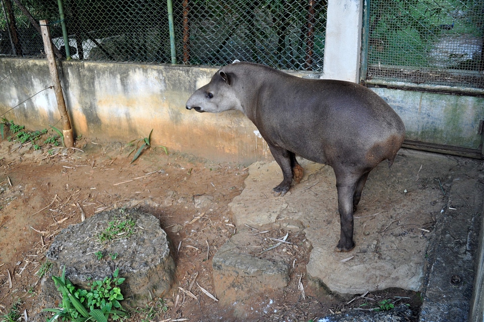 Tapir  
