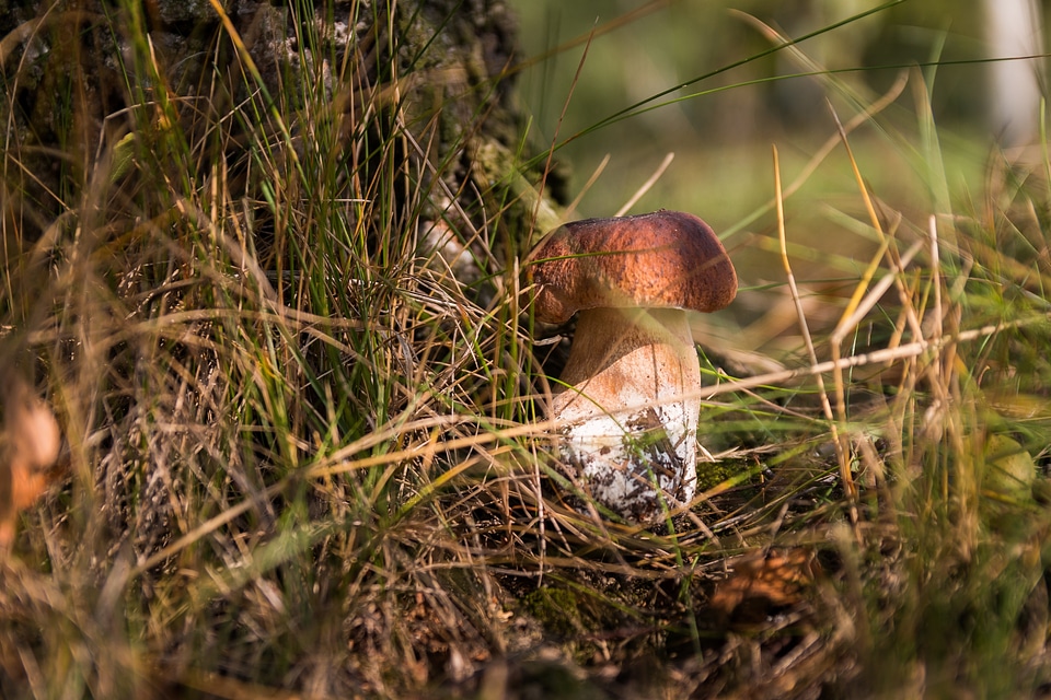 Collect autumn poisoning