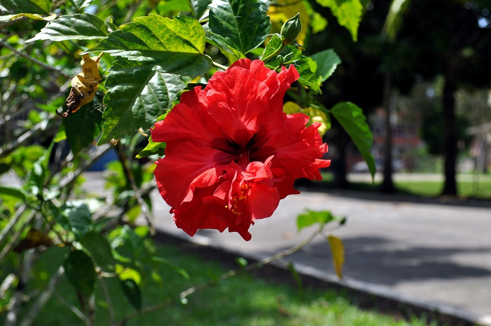 Blossoming orange park