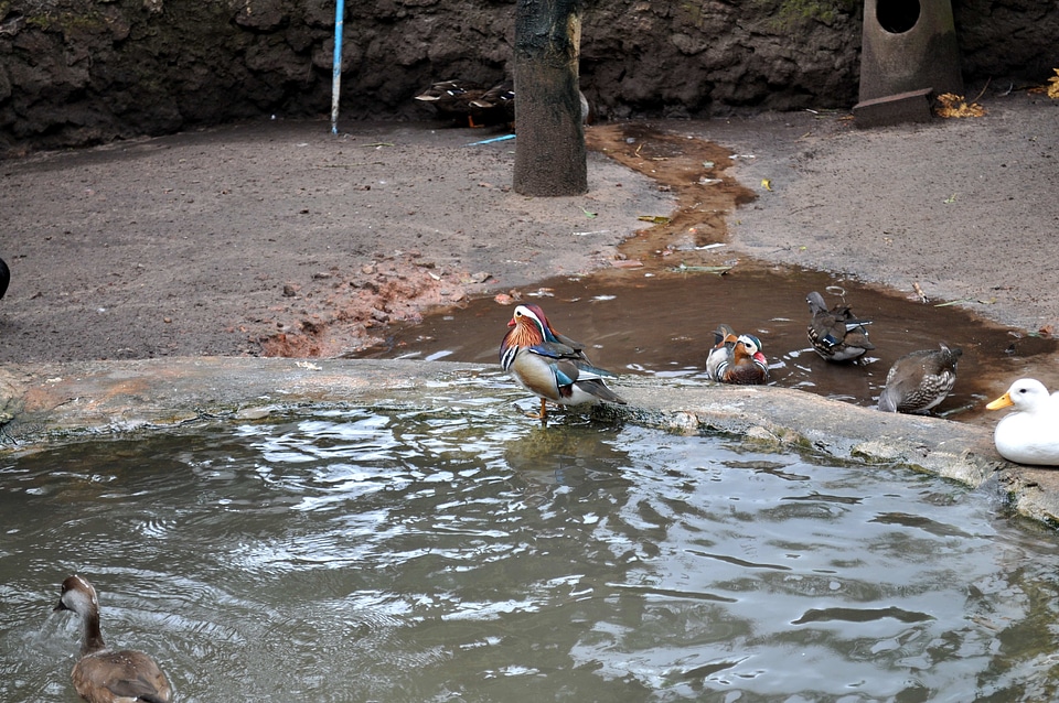 Colorful decorative duck