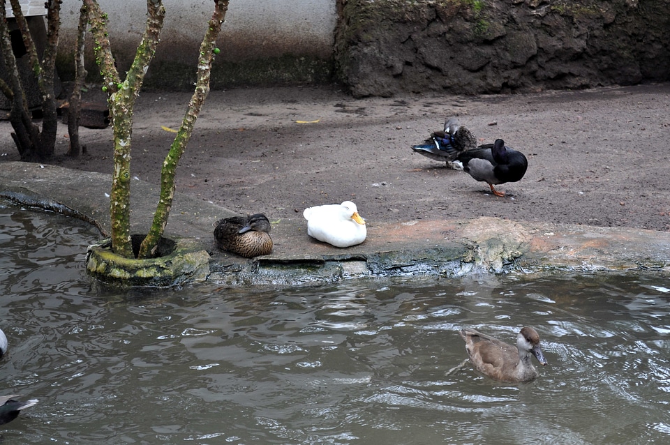 Domestic ducks other