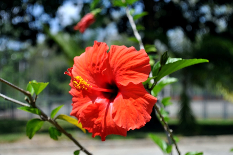 Beautiful Photo bloom orange