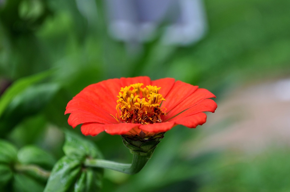 Blossoming nectar orange