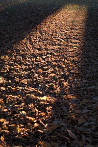 Light shadow autumn photo