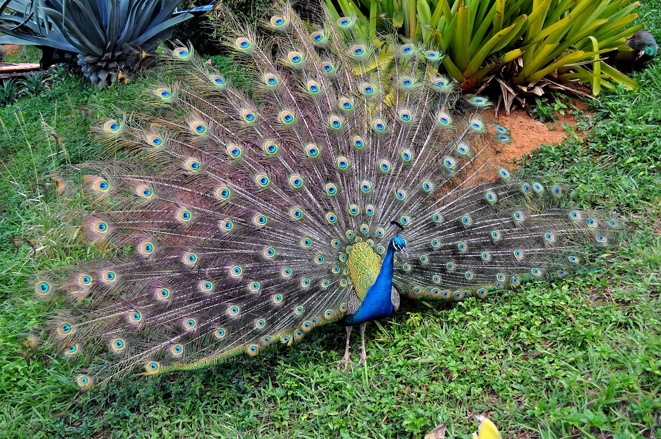 Bird feather peacock