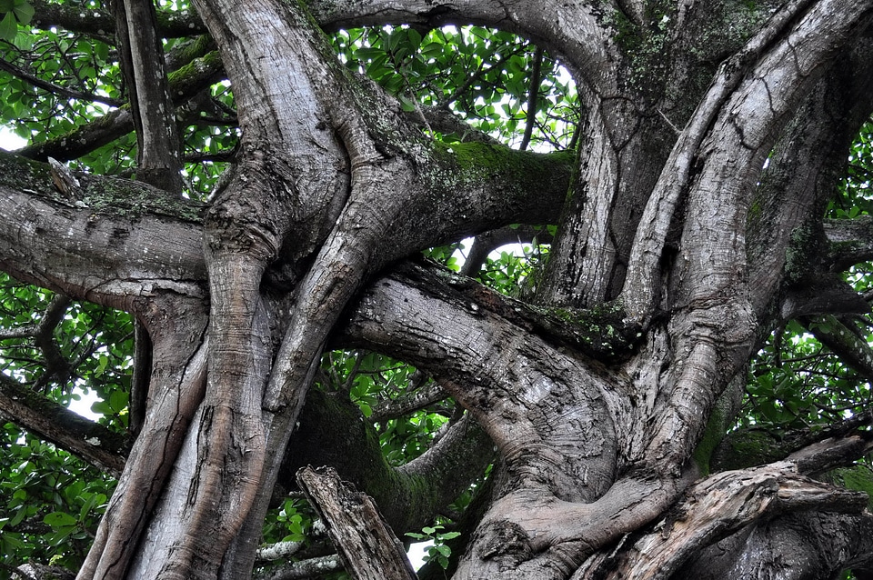 Tree  