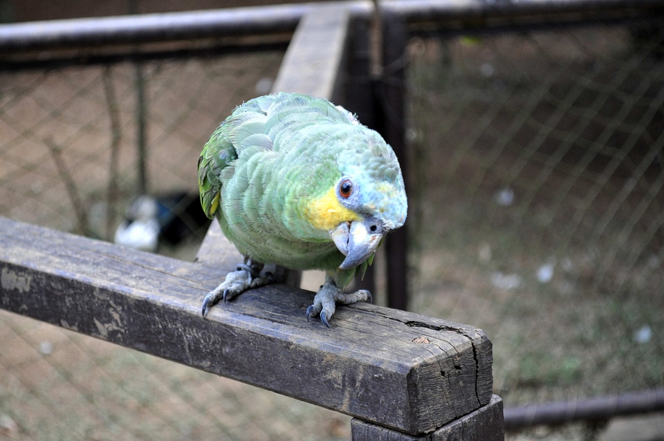 Bird greenery parrot
