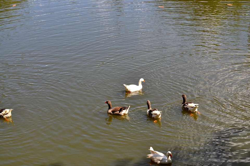 Domestic ducks flock