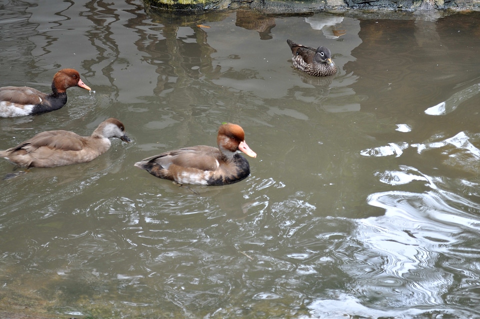 Decorative ducks pool photo