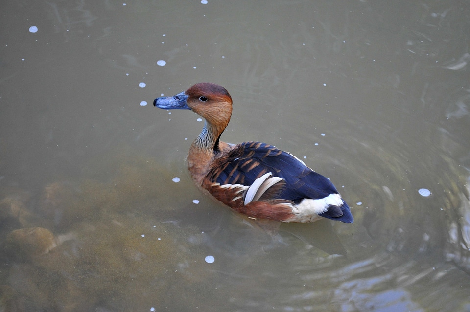 Colorful duck water