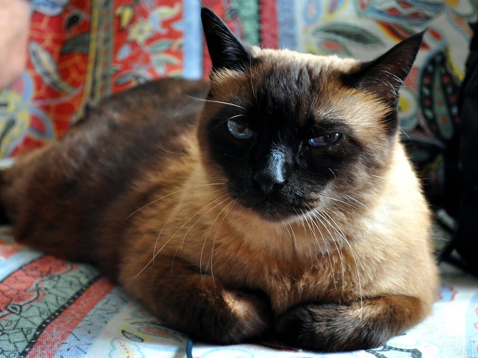 Beautiful Photo cat domestic