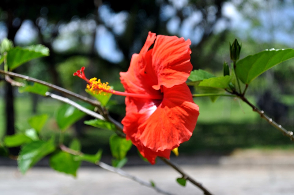 Blooming blossom blossoming