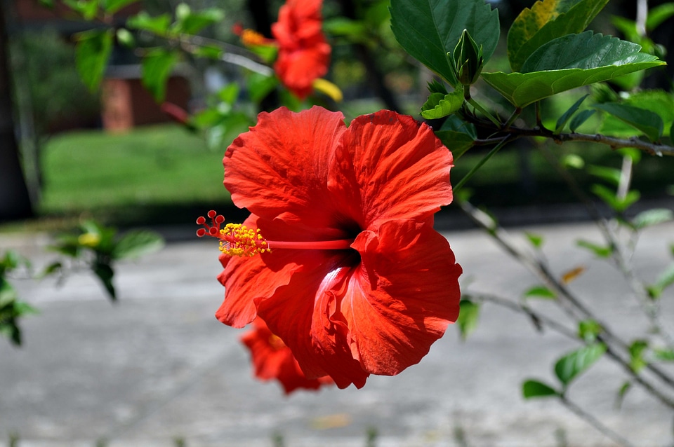 Bloom blooming blossoming