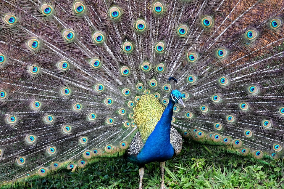 Beautiful Photo bird blue