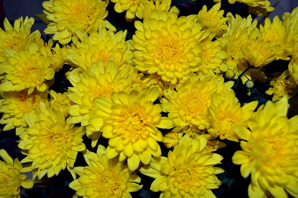 Blossoming bouquet flowers
