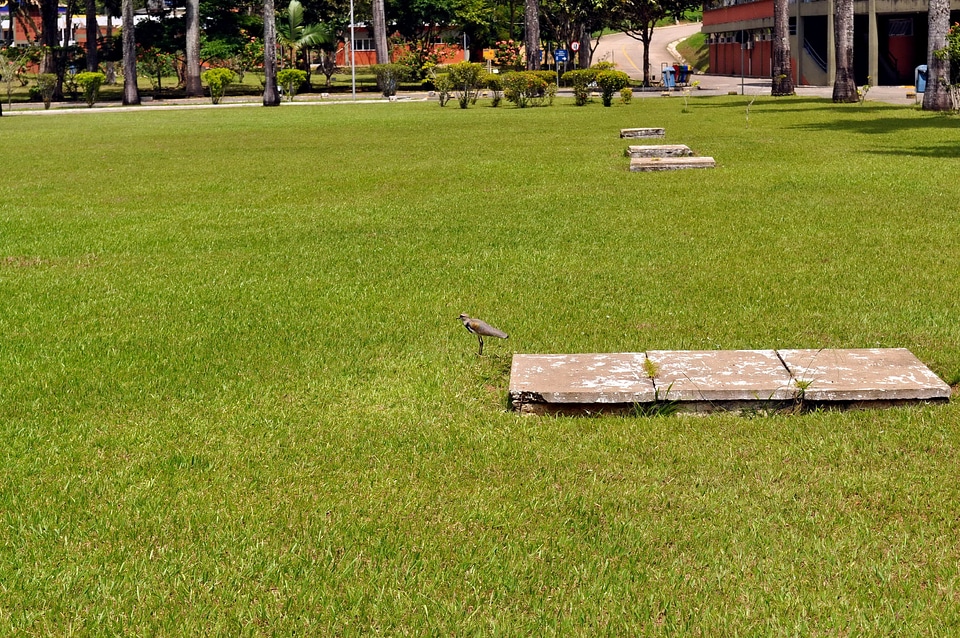 Bird grass plants 