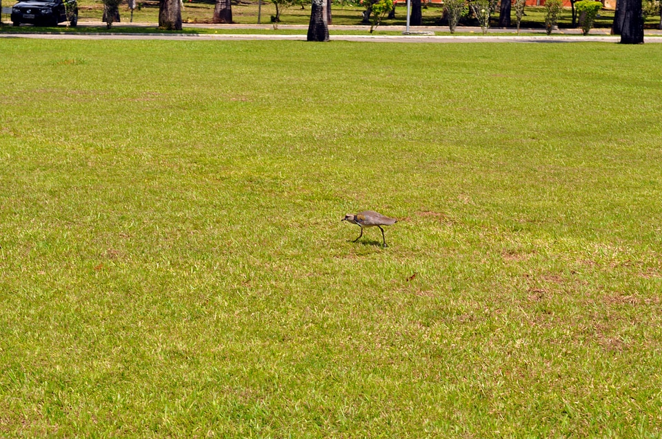 Around bird grass plants