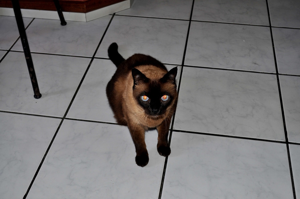 Black cat looking
