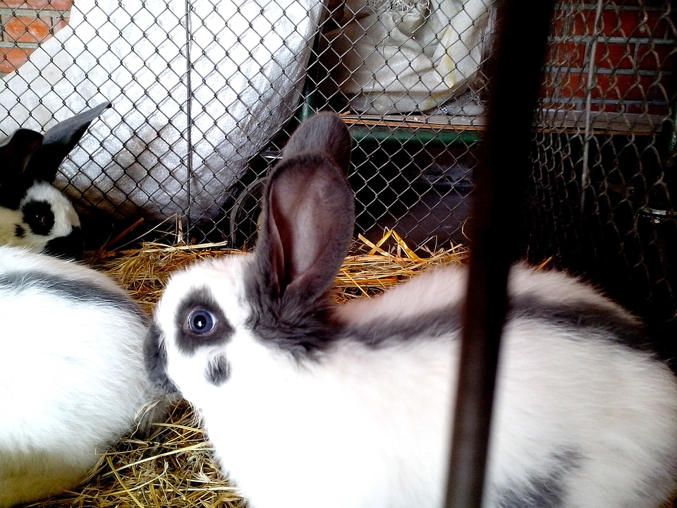 Domestic rabbits teenage