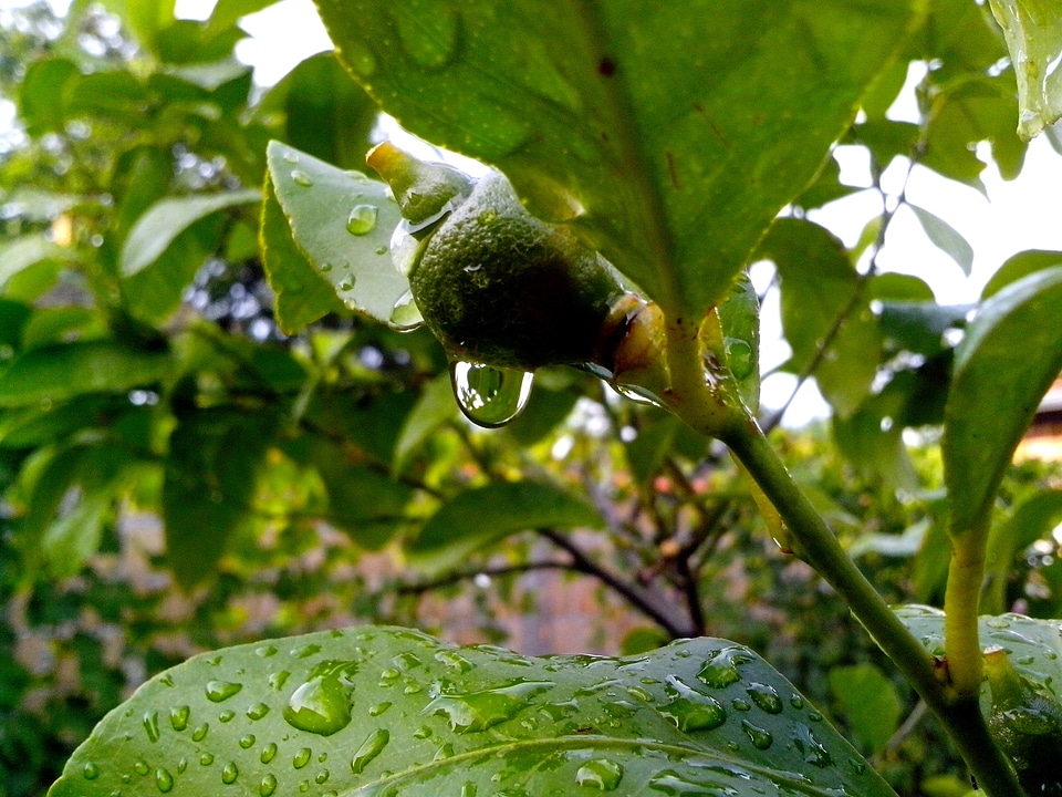 Citrus fruit lemon