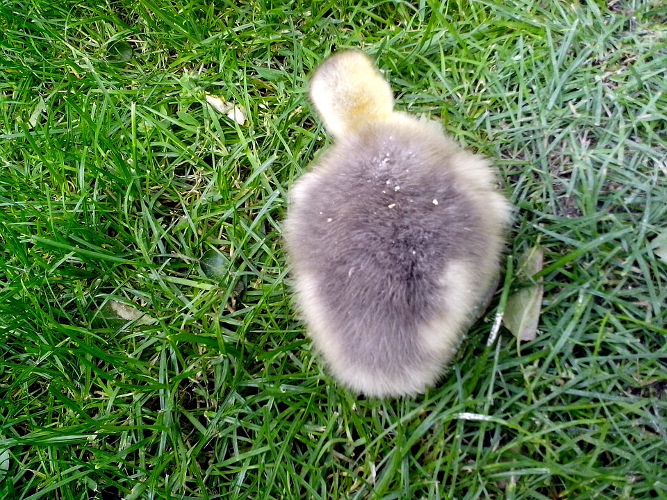 Gosling grass plants teen
