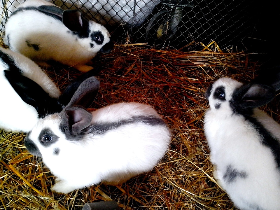 Black domestic rabbits