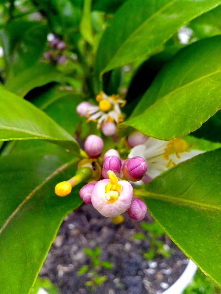 Bloom blossoming bud
