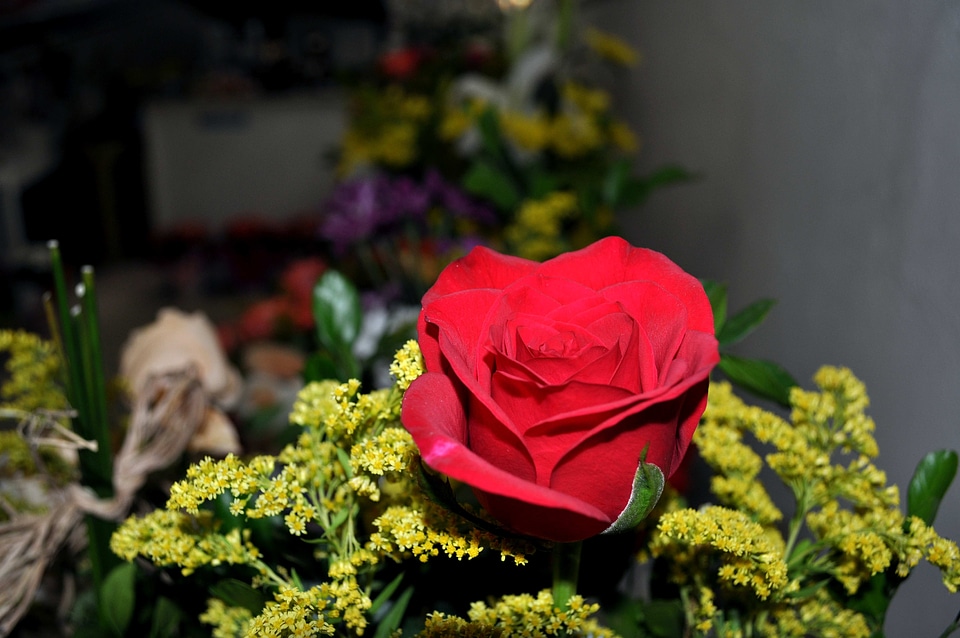 Blossoming bouquet flora