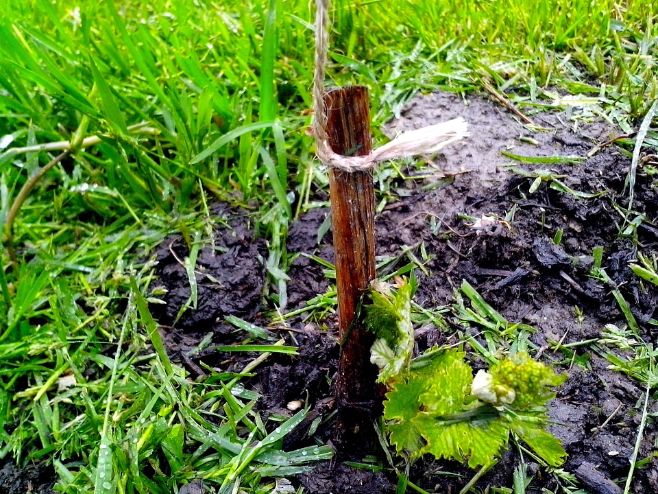 Grapevine plant teenage
