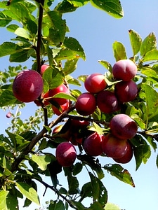 Fruit organic tree photo