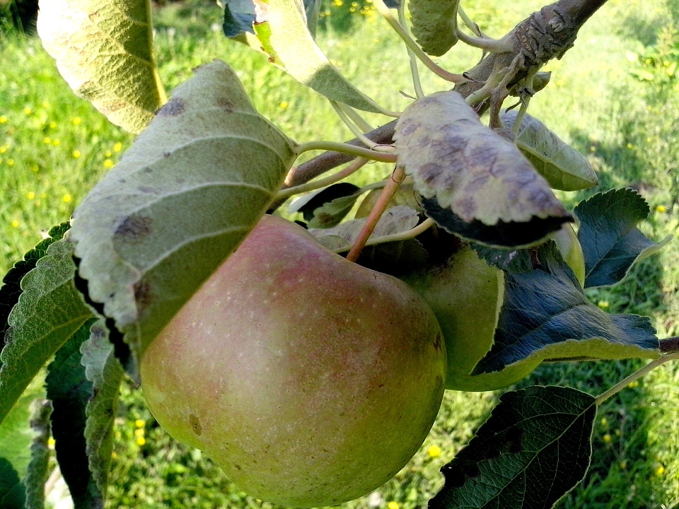 Apple close-up fruit