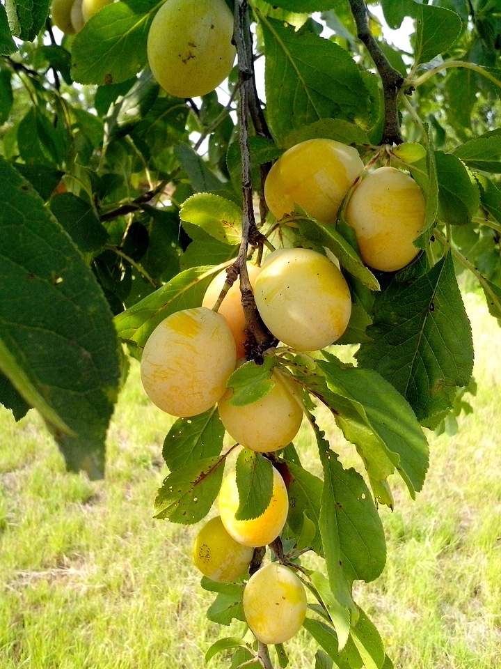 Tree yellow 