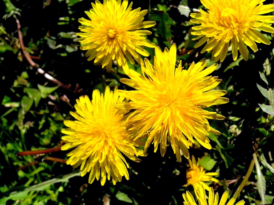 Blossom blossoming honey