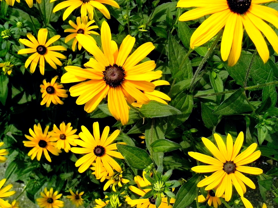 Bloom detailed flowers