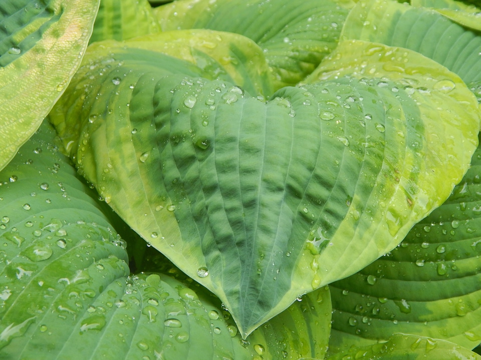 Nature gardening rain