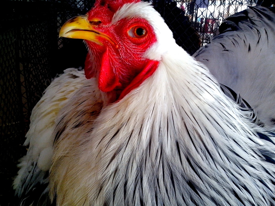Bantam close close-up