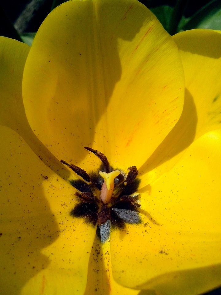 Blooming blossom blossoming