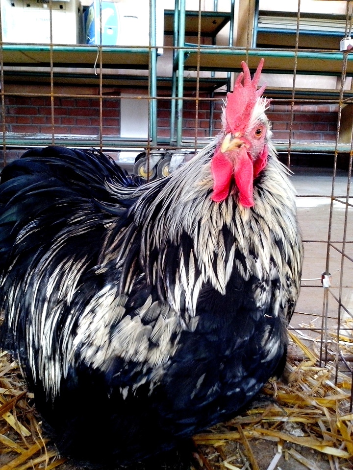 Bantam plumage white photo