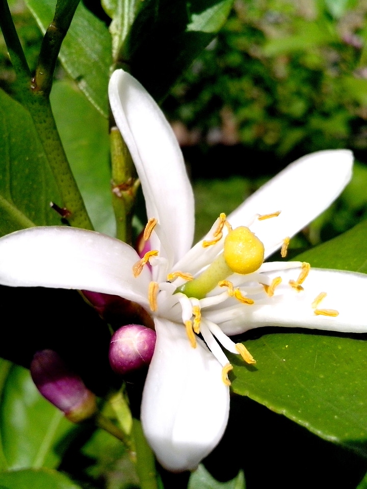 Blossom lemon nectar