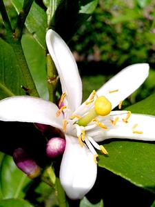 Blossom lemon nectar