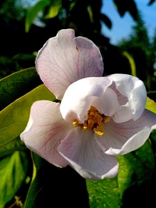 Blossom fruit petals